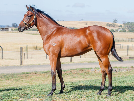 Lot 157: St Mark's Basilica (FR) / Lady Bourgogne (NZ)