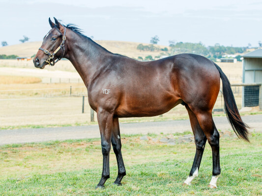 Lot 298: Blue Point (IRE) / River Star