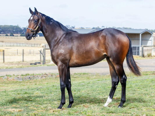 Lot 41: Brazen Beau / Etoile Brillante