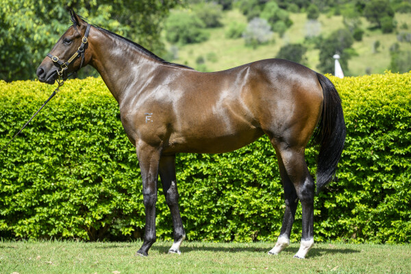 Lot 117: Anamoe / Iamadancer