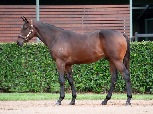 Lot 21: Toronado (IRE) / Dowager Princess (NZ)