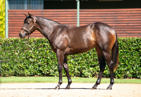 Lot 48: Artorius / Fanciful Dream