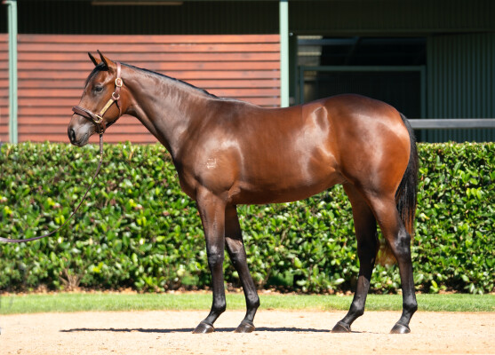 Lot 150: Harry Angel (IRE) / Kookie Gal (USA)