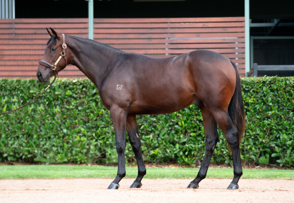 Lot 228: Toronado (IRE) / Nette Rousse (GER)