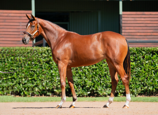 Lot 317: Dundeel (NZ) / Secret Admirer