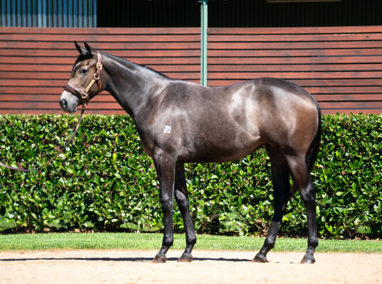 Lot 370: Wootton Bassett (GB) / Stormy Victoria (FR)