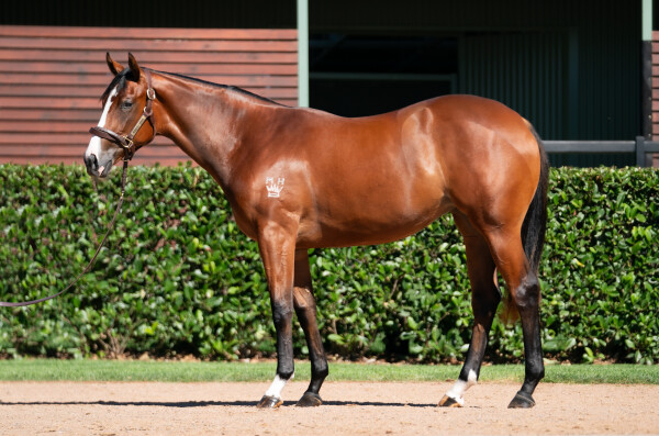 Lot 435: Farnan / War Dame