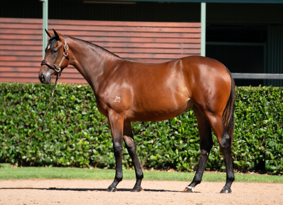 Lot 440: Home Affairs / Well Done You