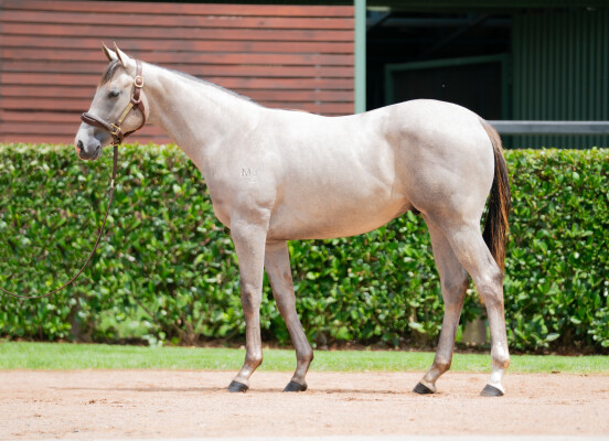 Lot 484: Extreme Choice / Ariaz