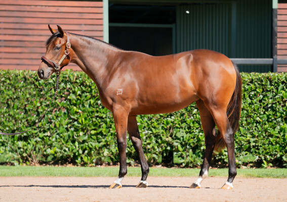 Lot 512: Too Darn Hot (GB) / Beret