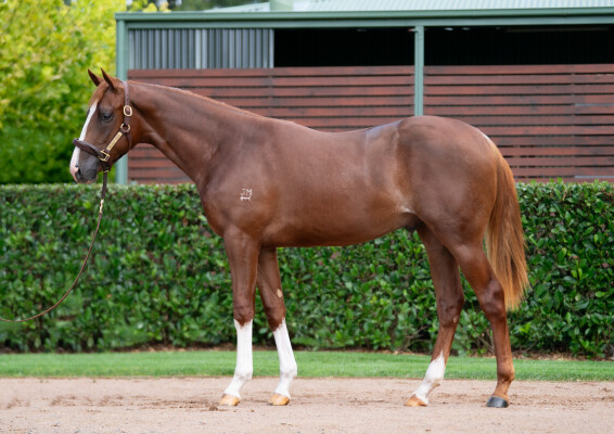 Lot 539: Russian Revolution / California Kook (USA)