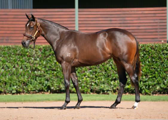 Lot 579: St Mark's Basilica (FR) / Cymbal