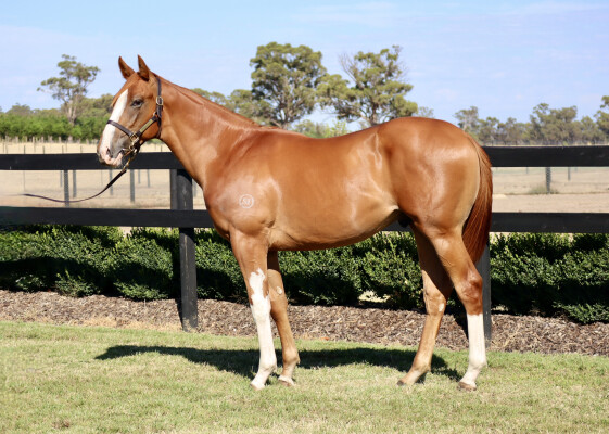 Lot 50: Star Turn / Fastbrook (NZ)