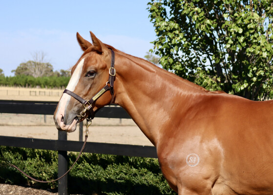 Lot 50: Star Turn / Fastbrook (NZ)