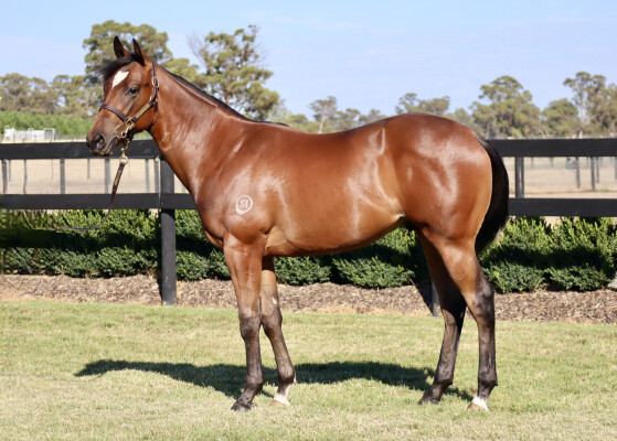 Lot 73: Toronado (IRE) / Fulfilling