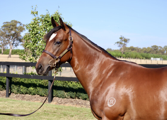 Lot 73: Toronado (IRE) / Fulfilling