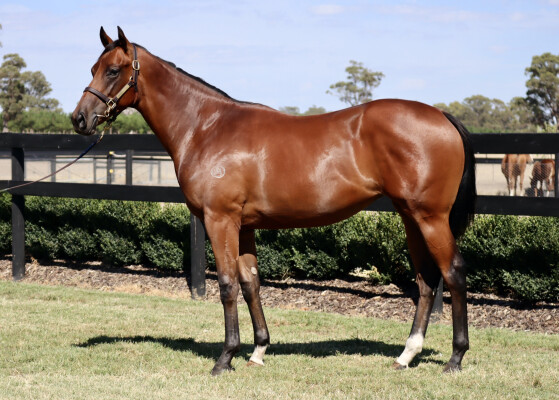 Lot 162: Nicconi / Legcut