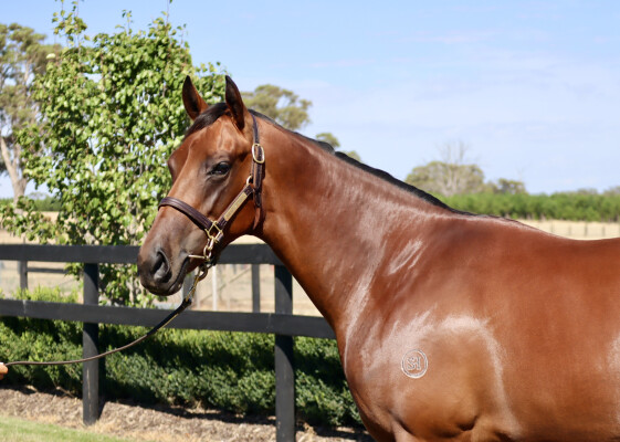 Lot 162: Nicconi / Legcut