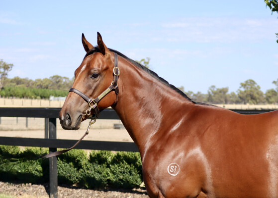 Lot 177: All Too Hard / Luberon