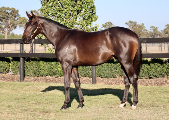 Lot 430: Alabama Express / Vincitore