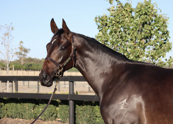 Lot 430: Alabama Express / Vincitore