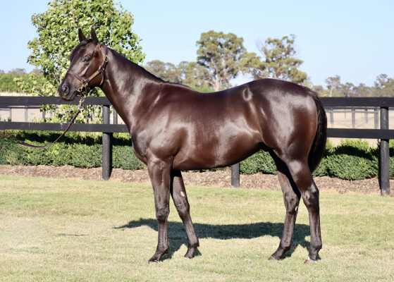 Lot 536: Proisir / Butter Chicken (NZ)