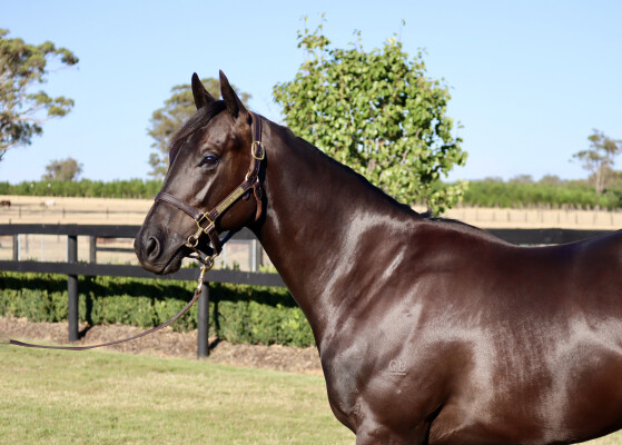 Lot 536: Proisir / Butter Chicken (NZ)