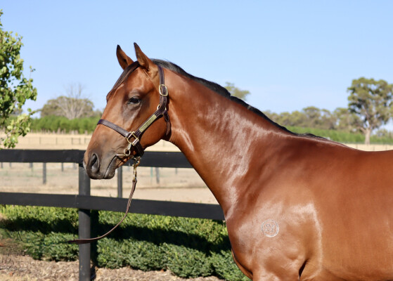 Lot 451: Harry Angel (IRE) / Zeehan