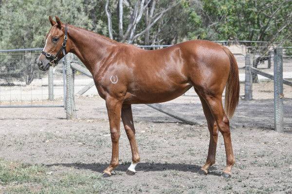 Lot 592: Rubick / Drei Marg