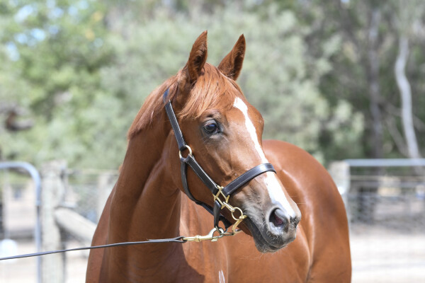 Lot 592: Rubick / Drei Marg