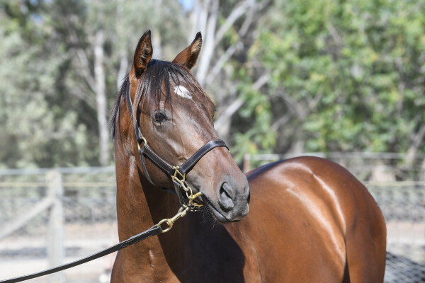 Lot 596: Flying Artie / Encumbrance