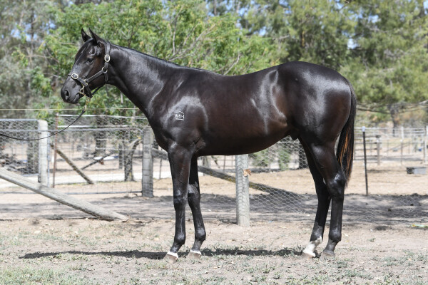 Lot 615: Wooded (IRE) / Gullible