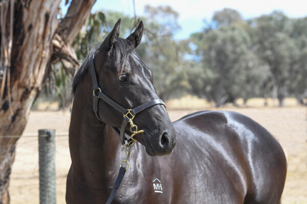 Lot 615: Wooded (IRE) / Gullible