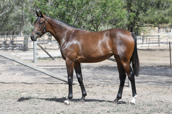 Lot 630: Ghaiyyath (IRE) / Infinito