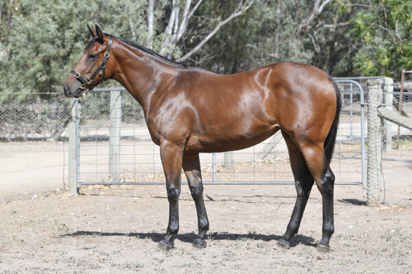 Lot 648: Nicconi / Lingjun Treasure