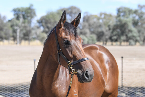 Lot 648: Nicconi / Lingjun Treasure