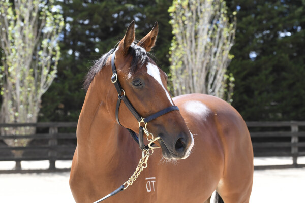 Lot 672: Daumier / Ningbo