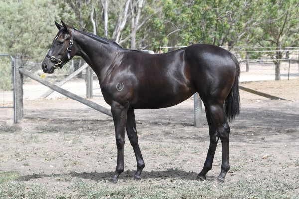 Lot 685: Bruckner / Princess of Exile
