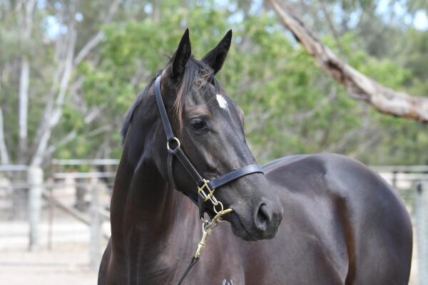 Lot 685: Bruckner / Princess of Exile