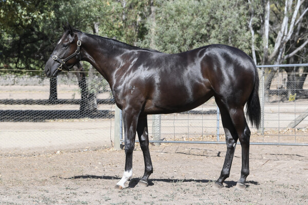 Lot 735: Wooded (IRE) / Tectonic Shift