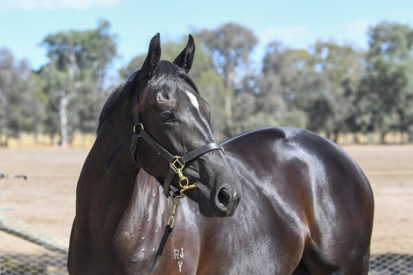 Lot 735: Wooded (IRE) / Tectonic Shift