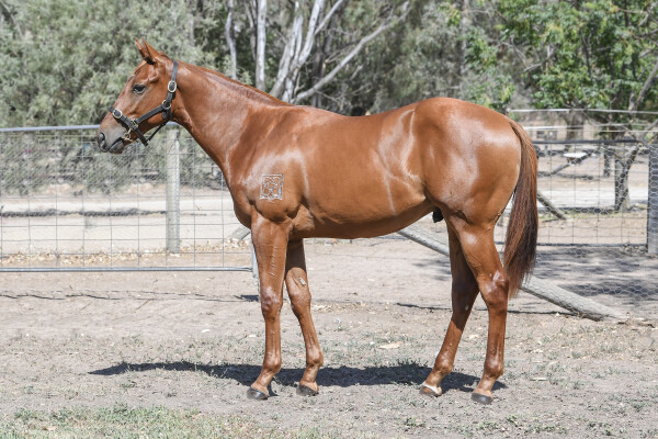 Lot 756: Fierce Impact (JPN) / White Ice