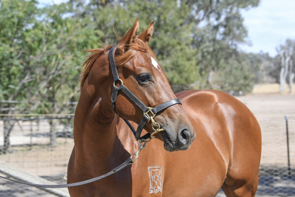 Lot 756: Fierce Impact (JPN) / White Ice