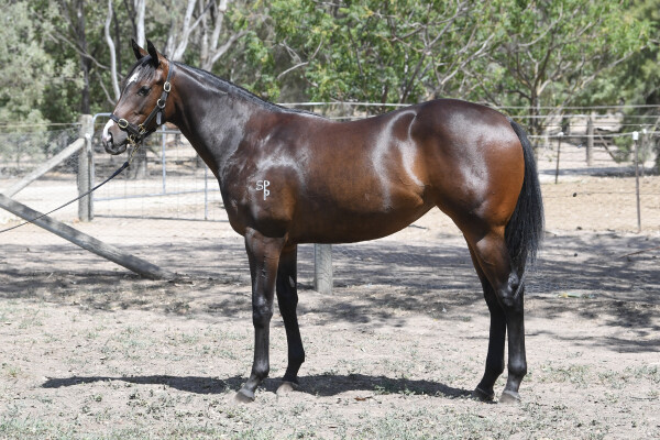 Lot 784: Extreme Warrior / Boombox Babe