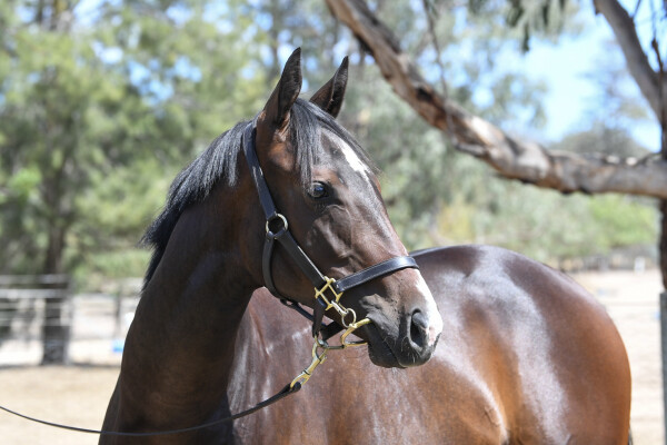 Lot 784: Extreme Warrior / Boombox Babe