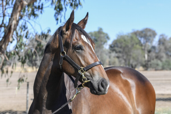 Lot 476: Bruckner / Anuddawinna