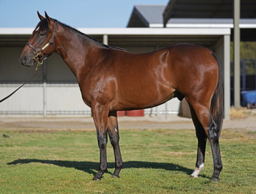 Lot 23: Wooded (IRE) / Edge Away