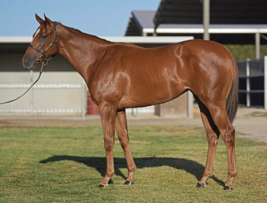 Lot 467: Starspangledbanner / Amanpour