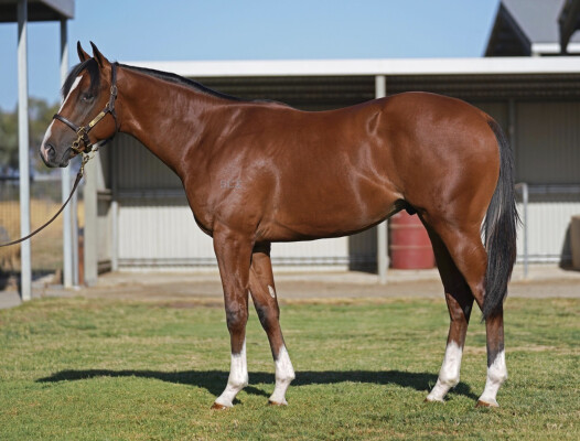 Lot 560: Wooded (IRE) / Clearwater Bay