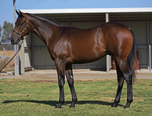 Lot 693: Ghaiyyath (IRE) / Red Margarita (IRE)